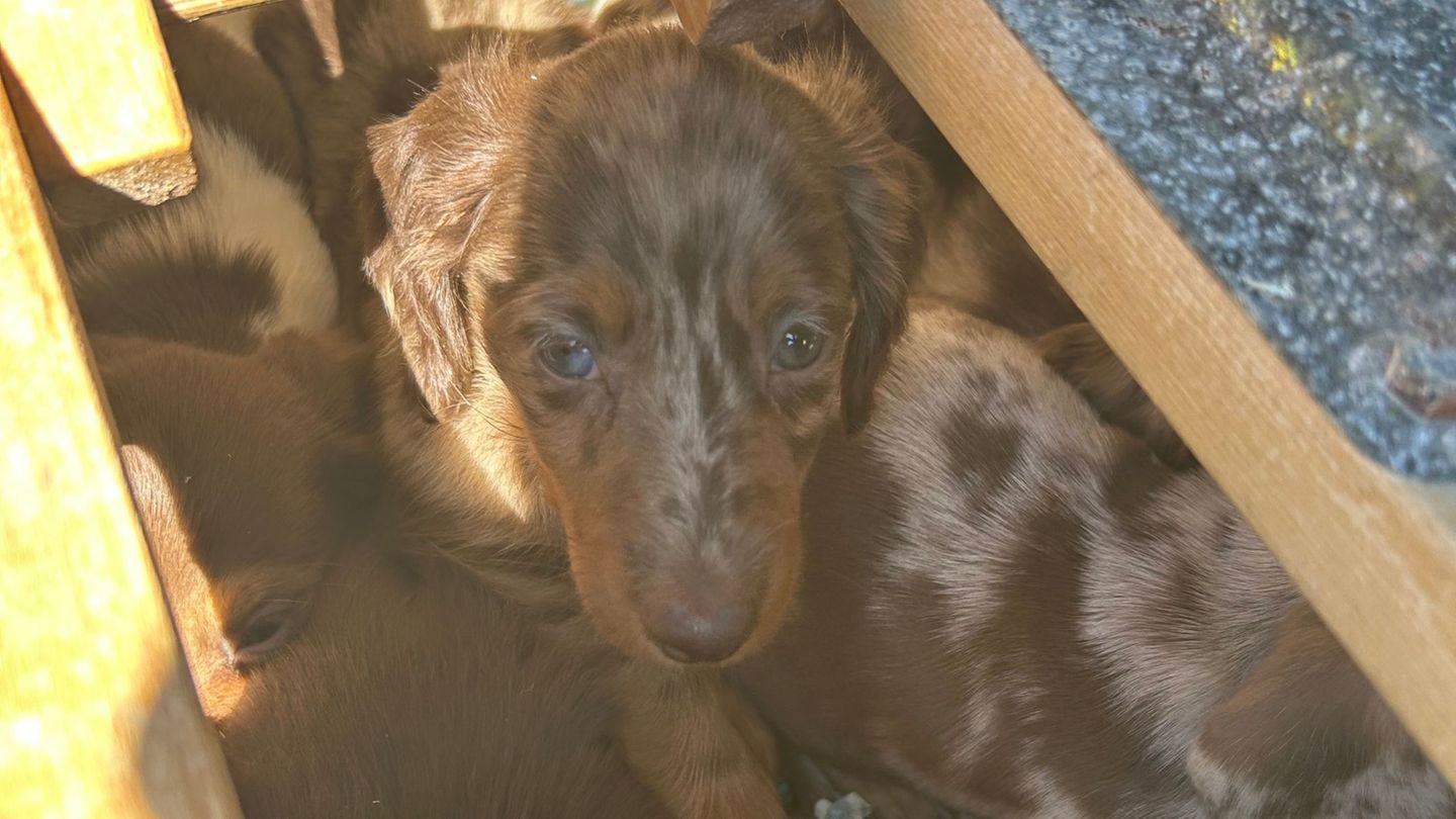 Tiere: Zoll entdeckt 14 Dackelwelpen in Auto