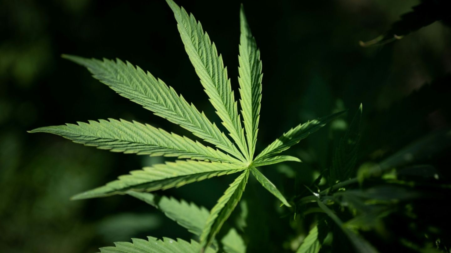 Cannabispflanze