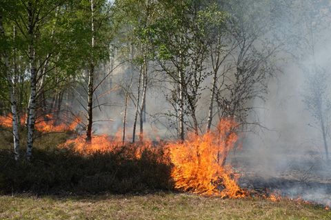 Waldbrand in Deutschland in Jüterbog