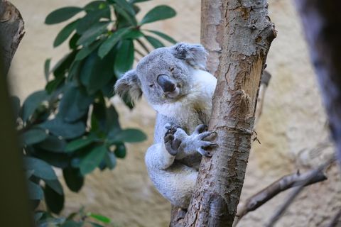 Das fast vierjährige Koala-Männchen Kamaroo kam aus dem Zoo in Duisburg nach Dresden. Foto: Robert Michael/dpa
