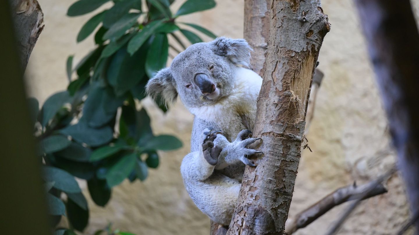 Das fast vierjährige Koala-Männchen Kamaroo kam aus dem Zoo in Duisburg nach Dresden. Foto: Robert Michael/dpa