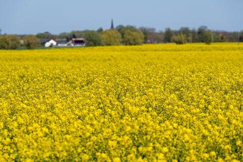 Raps leuchtet nicht nur frühlingshaft gelb. Laut Bauernverband in MV ist er für viele Betriebe ein wirtschaftliches Rückgrat. Fo