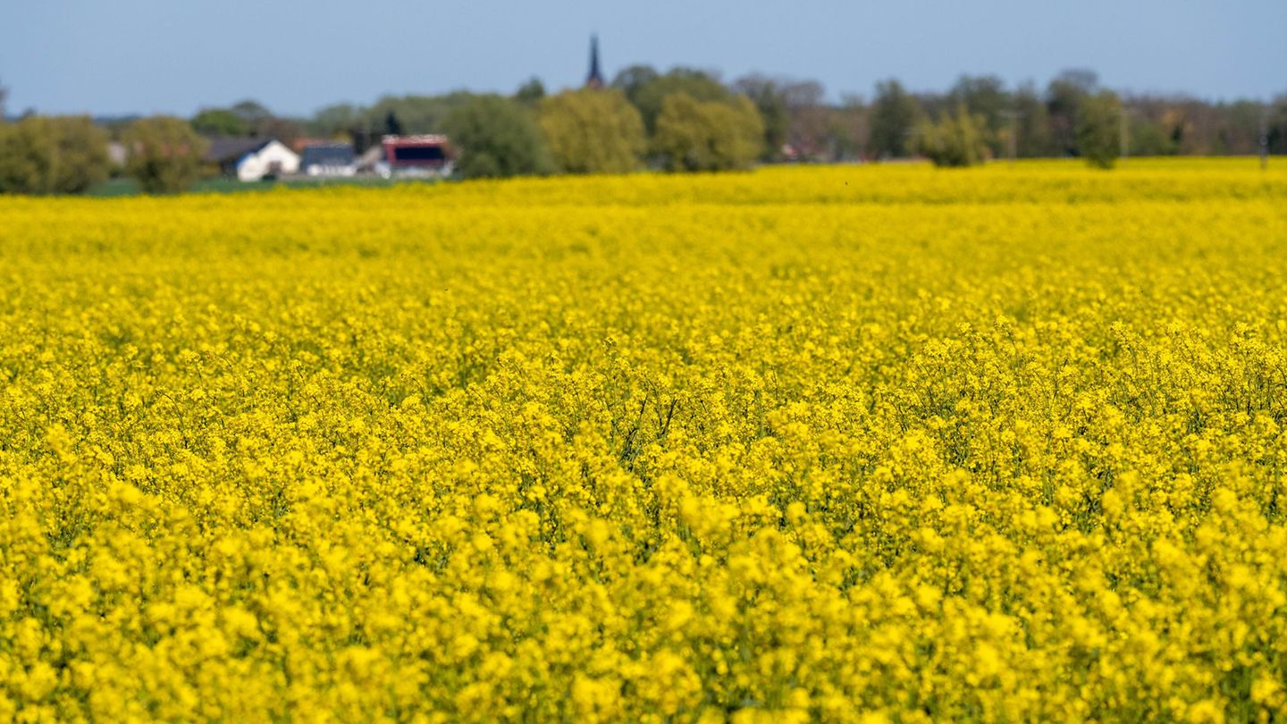 Raps leuchtet nicht nur frühlingshaft gelb. Laut Bauernverband in MV ist er für viele Betriebe ein wirtschaftliches Rückgrat. Fo