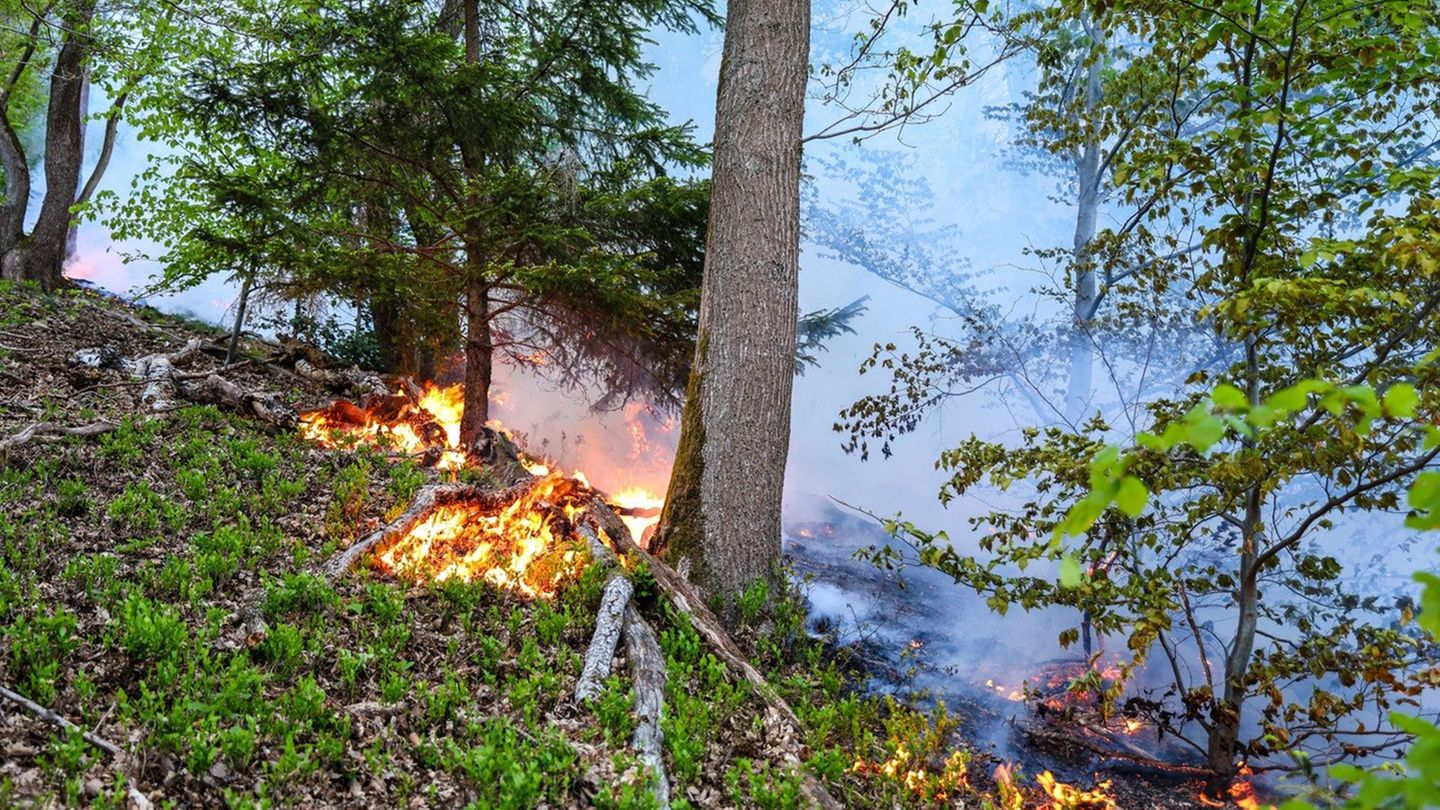 Der Waldbrand in Werdohl kam einer Siedlung bedrohlich nah. (Archivbild) Foto: Alex Talash/dpa
