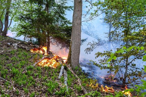 Der Waldbrand in Werdohl kam einer Siedlung bedrohlich nah. (Archivbild) Foto: Alex Talash/dpa