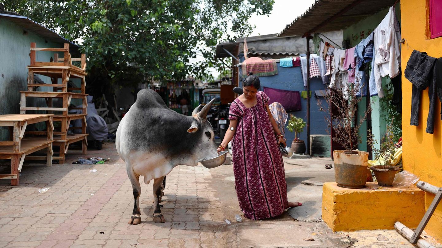 Bhubaneswar, Indien. Kühe sind in Indien heilig. Sie (meist handelt es sich um Zebus) werden gehätschelt und verwöhnt, wie man es sich nicht besser vorstellen kann. Kein Schlachter droht, stattdessen Faulenzen und Fressen frei Haus den ganzen lieben langen Tag lang. Was will man mehr?