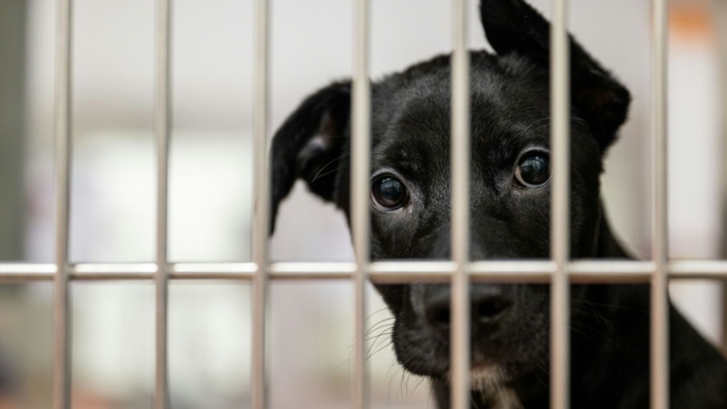 Hund im Tierheim