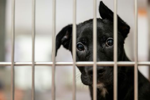 Hund im Tierheim