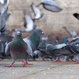 Viele Tauben