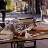 Tauben picken von Restauranttellern