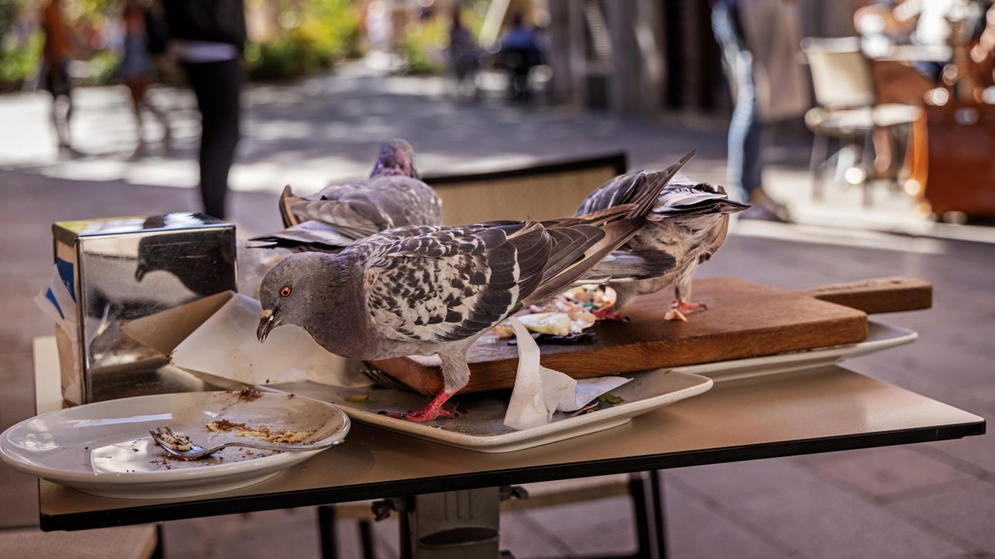 Tauben picken von Restauranttellern