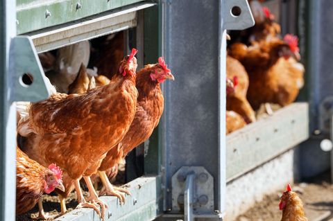 Fast alle Vogelarten können infiziert werden. (Symbolbild) Foto: Soeren Stache/dpa