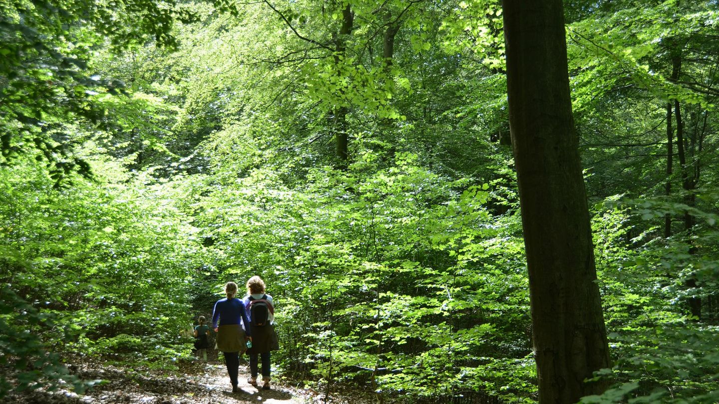 Geschwächte Bäume: Warum es derzeit im Wald besonders viel Blütenstaub gibt
