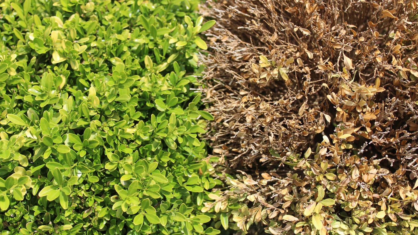 Gesunde und beschädigte Bux im Garten