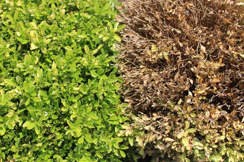 Gesunde und beschädigte Bux im Garten