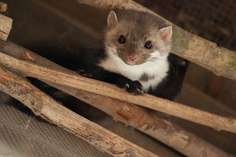 Überraschung: Die Feuerwehr rettete keine Katze, sondern ein Marderbaby. (Symbolbild) Foto: Philipp Schulze/dpa/dpa-tmn
