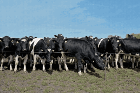 GIF einer Kuhherde in Brandenburg