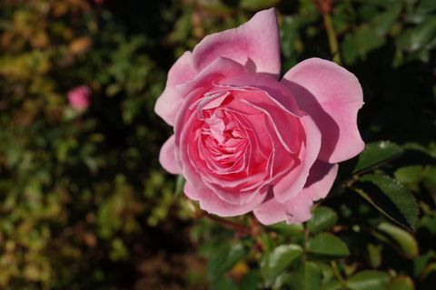 Die Rose "Larissa" ist absolut pflegeleicht.