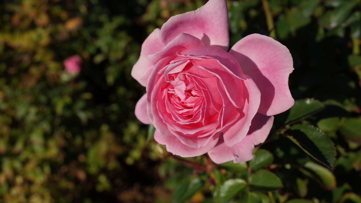 Die Rose "Larissa" ist absolut pflegeleicht.