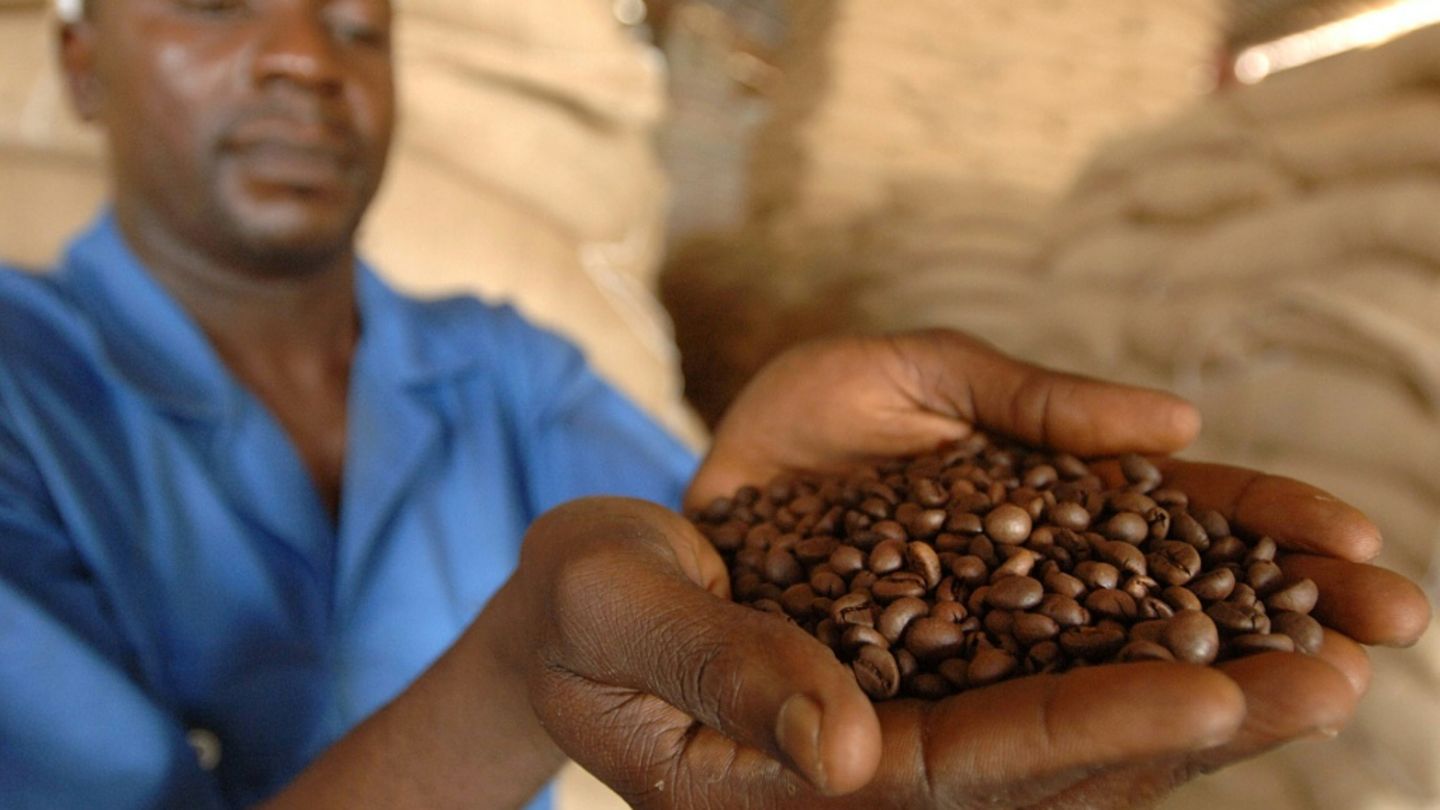Arbeiter in Kaffeekooperative im Kongo