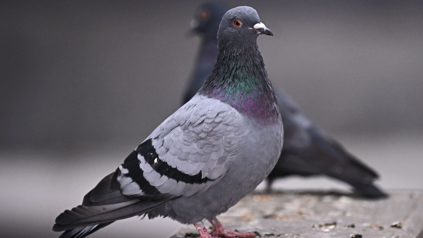 Zur genauen Anzahl der verletzten Tiere wurden zunächst keine Angaben gemacht. (Symbolbild) Foto: Jennifer Brückner/dpa