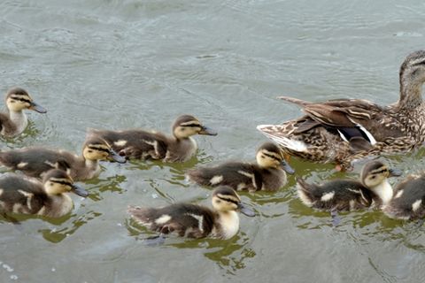 Ente mit Küken