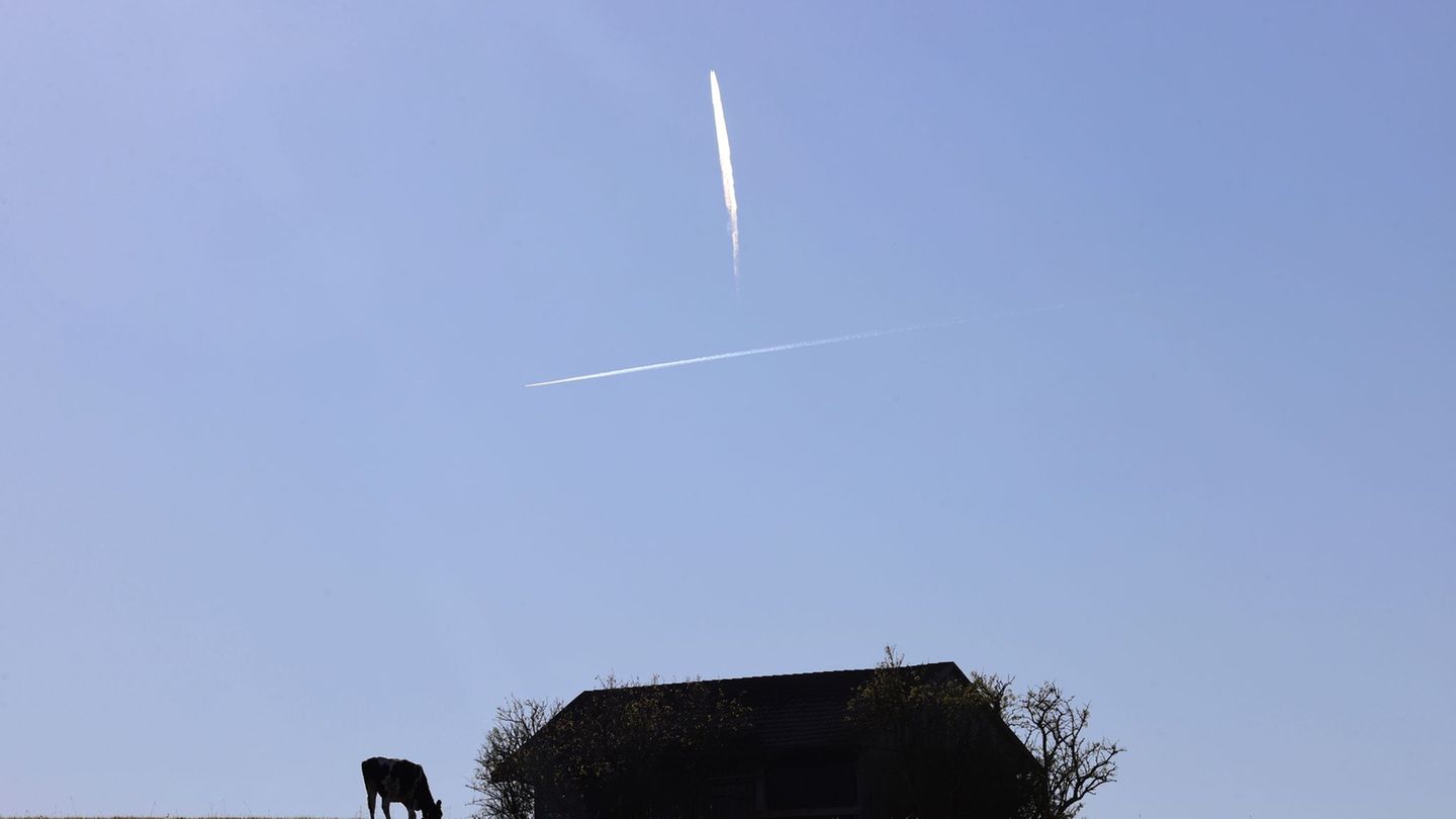 Die Jungrinder brachen nachts aus ihrer Weide aus. (Symbolbild) Foto: Karl-Josef Hildenbrand/dpa