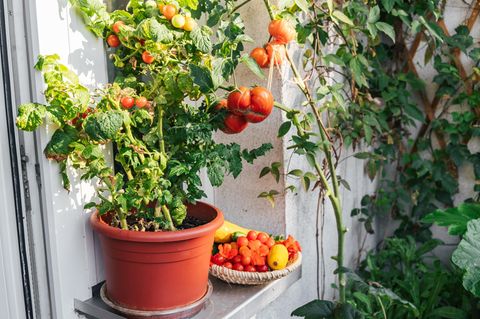Tomaten lassen sich sogar auf dem Balkon anbauen. Als Starkzehrer brauchen sie jedoch viele Nährstoffe. Die kann ein Bokashi liefern, der Küchenabfälle in der Wohnung kompostiert (Symbolbild)