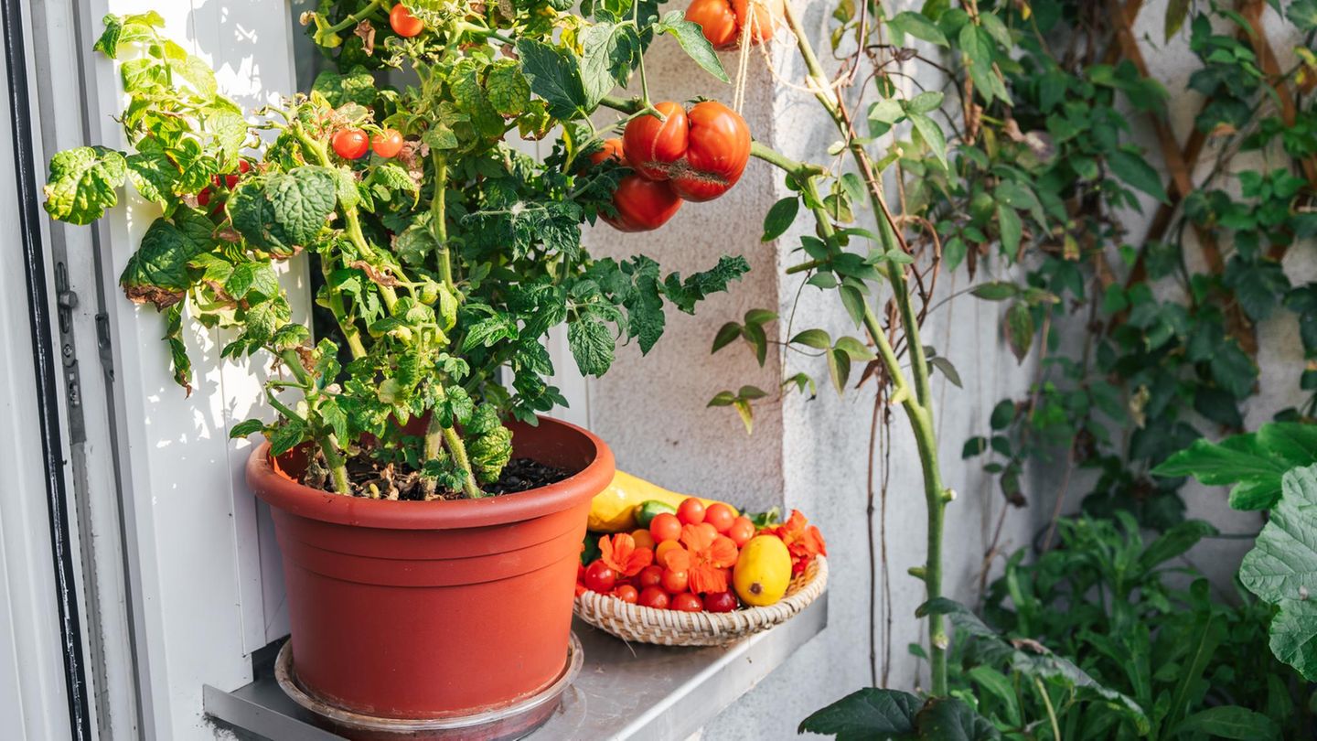 Mikro-Kompostierung: Mein Bokashi und ich: Wie aus Küchenabfällen fruchtbare Tomatenerde wird