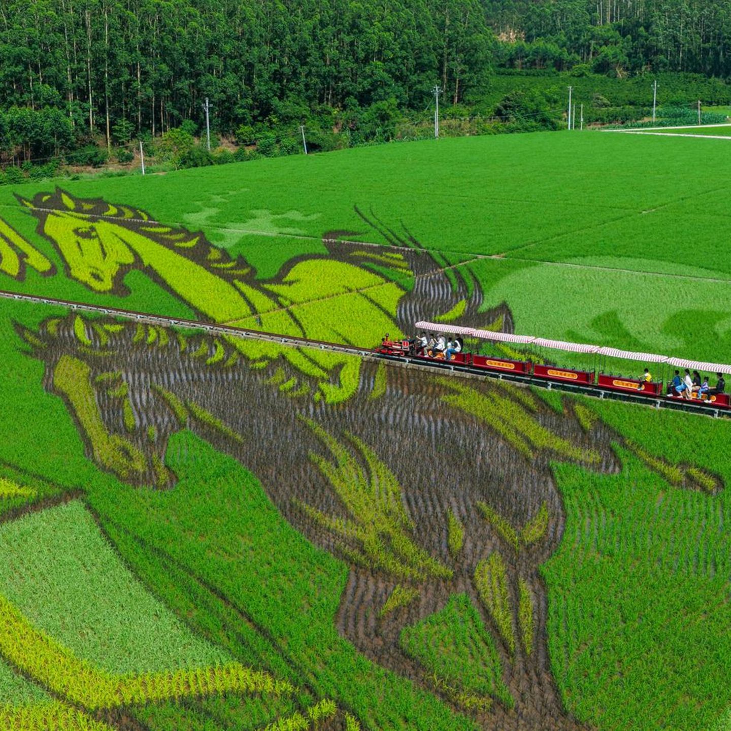Nanning, China. Kunst in der Landschaft: Eine Luftaufnahme zeigt Touristen, die mit einem kleinen Zug durch große Reisfelder fahren. Besonders die Pferdemotive sind ein echter Hingucker.