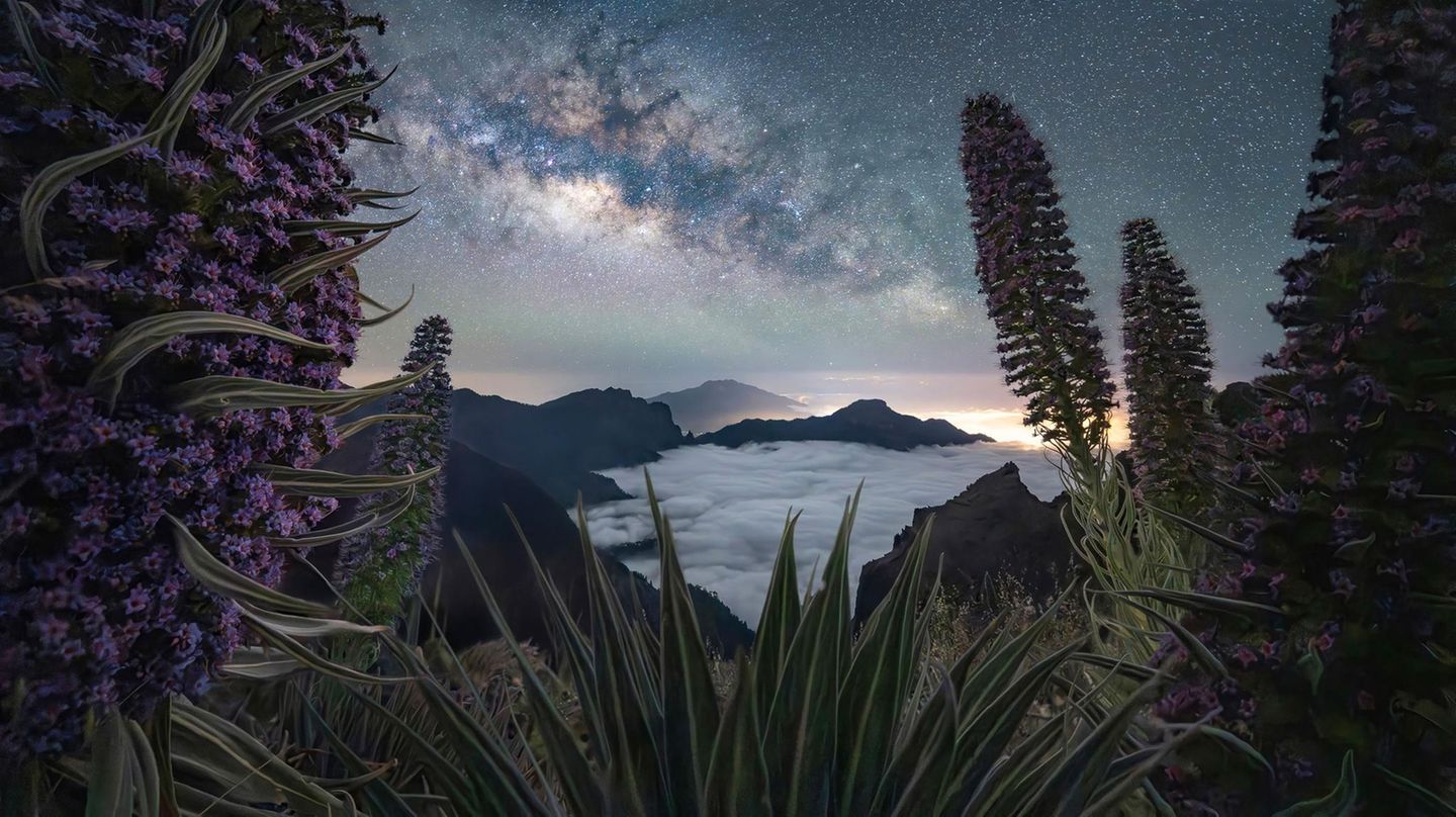 Vom höchsten Punkt der kanarischen Vulkaninsel La Palma aus blickte Max Terwindt nicht nur in den von Wolken erfüllten Krater des Tajogaite, sondern auch in die Tiefe des Nachthimmels. Eingerahmt wird die Milchstraße von den kleinen – und farblich perfekt abgestimmten – Blüten der Tajinasten.