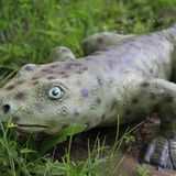 Vererbte Finger  Ob Schildkröte, Fledermaus oder Primat: Die meisten landlebenden Tiere haben vier Extremitäten mit einem gleichen Grundbauplan. Auf einen Oberarm/Oberschenkel folgen zwei Knochen (Elle und Speiche, bzw. Schien- und Wadenbein), diverse Hand-/ Fußwurzelknochen und jeweils fünf Finger/Zehen. Vermutlich geht die sogenannte Fünfstrahligkeit auf gemeinsame Vorfahren zurück. Vor rund 400 Millionen Jahren gingen die ersten Amphibien an Land. Sie bewegten sich auf den umgebauten Flossen ihrer Fischvorfahren kriechend über die Erde und hatten jeweils sieben bis acht Zehen in ihren Füßen. Beim Ichthyostega (Bild) vor 370 Millionen Jahren waren es vermutlich nur noch fünf.