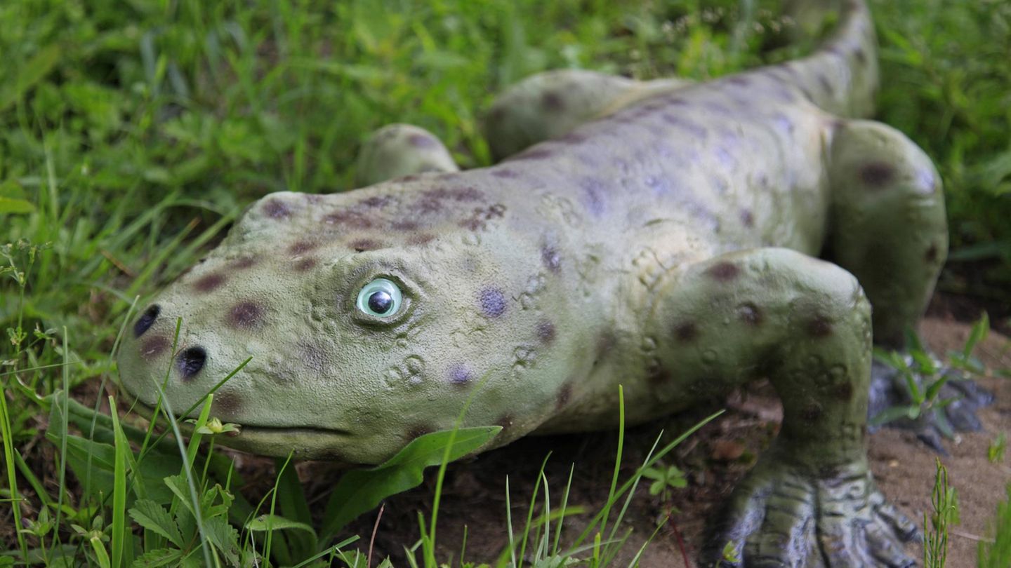 Vererbte Finger  Ob Schildkröte, Fledermaus oder Primat: Die meisten landlebenden Tiere haben vier Extremitäten mit einem gleichen Grundbauplan. Auf einen Oberarm/Oberschenkel folgen zwei Knochen (Elle und Speiche, bzw. Schien- und Wadenbein), diverse Hand-/ Fußwurzelknochen und jeweils fünf Finger/Zehen. Vermutlich geht die sogenannte Fünfstrahligkeit auf gemeinsame Vorfahren zurück. Vor rund 400 Millionen Jahren gingen die ersten Amphibien an Land. Sie bewegten sich auf den umgebauten Flossen ihrer Fischvorfahren kriechend über die Erde und hatten jeweils sieben bis acht Zehen in ihren Füßen. Beim Ichthyostega (Bild) vor 370 Millionen Jahren waren es vermutlich nur noch fünf.