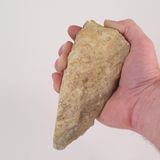 Nützlicher Daumen  Vor rund zwei Millionen Jahren entwickelte sich in der Evolution des Vormenschen der opponierbare (gegenüberstehende) Daumen. Er ist besonders beweglich und ermöglicht den sogenannten Pinzettengriff. Erst dadurch wurde die Hand zum sehr präzisen Greiforgan für Werkzeuge aller Art. Neben dem Menschen besitzen auch andere Primaten sowie das Chamäleon und der Koalabär einen Daumen. So flexibel wie der des Menschen sind diese allerdings nicht. 