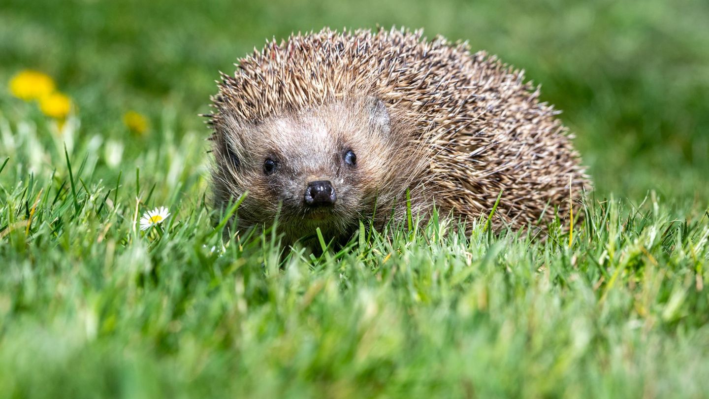 Der Igel ist zwar weit verbreitet, seine Bestände gehen aber zurück. (Archivbild) Foto: Armin Weigel/dpa