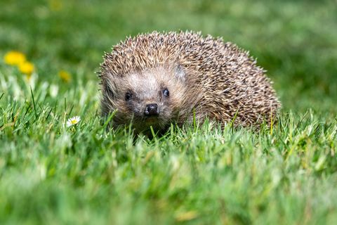 Der Igel ist zwar weit verbreitet, seine Bestände gehen aber zurück. (Archivbild) Foto: Armin Weigel/dpa