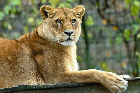 Ein Mann hat Löwen im Dortmunder Zoo mit seinen Fleischresten gefüttert. (Illustration) Foto: Patrick Pleul/dpa