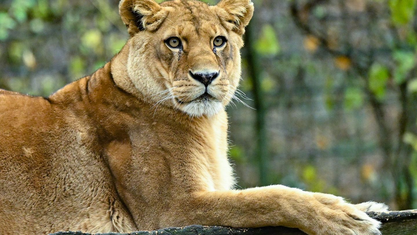 Ein Mann hat Löwen im Dortmunder Zoo mit seinen Fleischresten gefüttert. (Illustration) Foto: Patrick Pleul/dpa