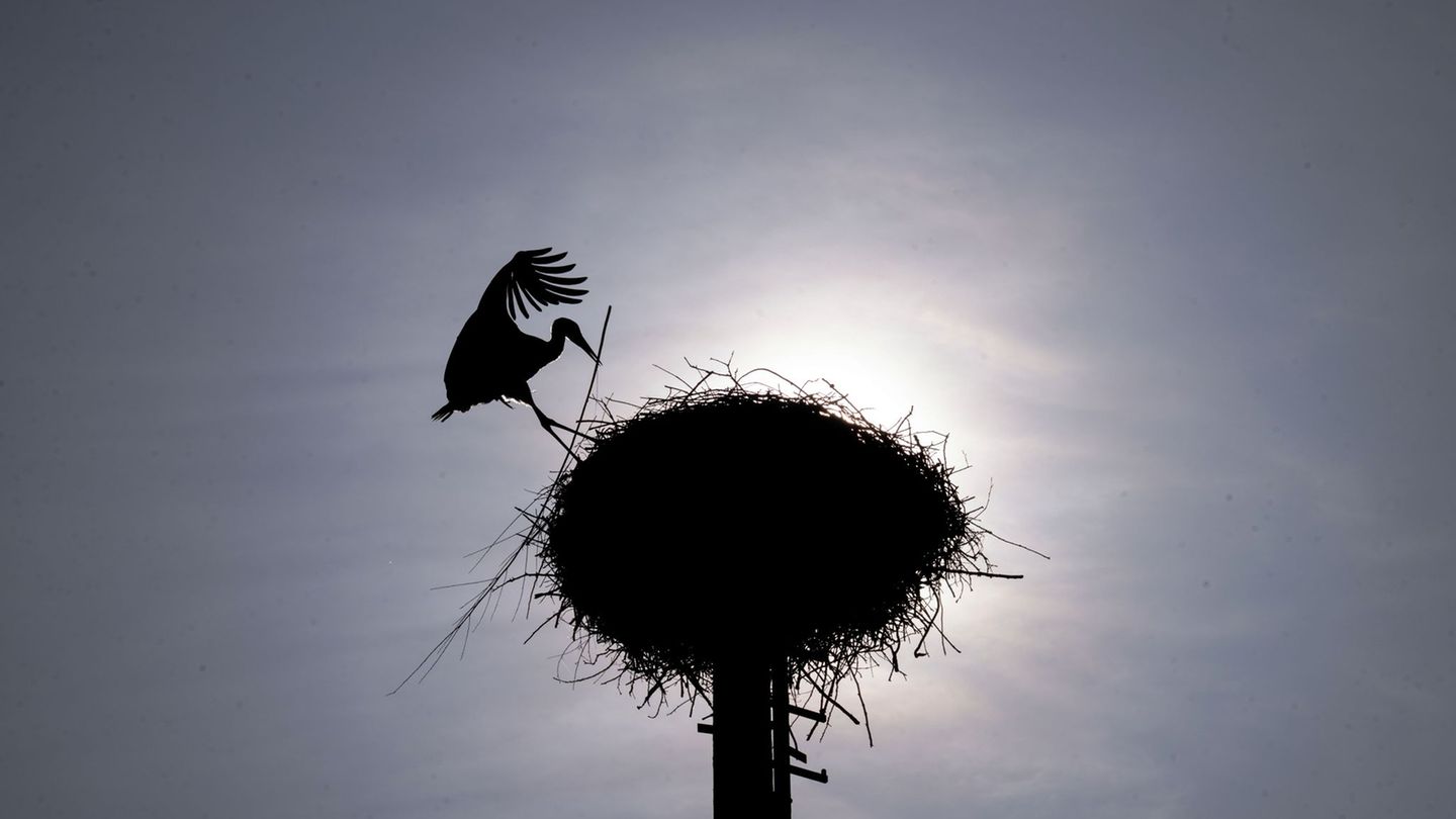 Der Fall hatte Ende April in Braak für Bestürzung gesorgt. (Symbolbild) Foto: Pia Bayer/dpa