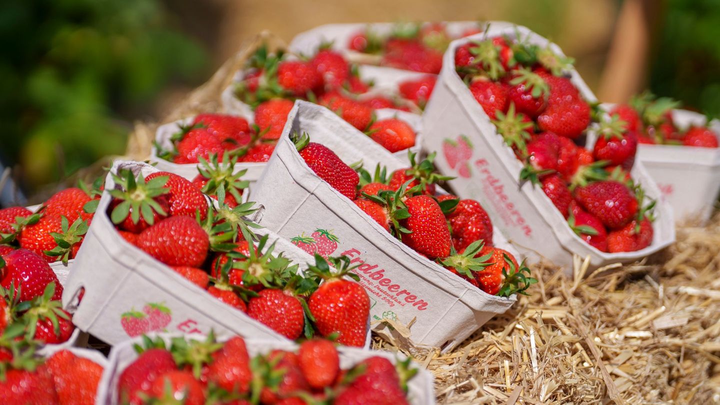 Im vergangenen Jahr hätten die rund 140 Betriebe in Hessen knapp 7.770 Tonnen Erdbeeren geerntet. Foto: Andreas Arnold/dpa