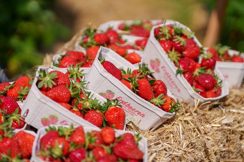 Im vergangenen Jahr hätten die rund 140 Betriebe in Hessen knapp 7.770 Tonnen Erdbeeren geerntet. Foto: Andreas Arnold/dpa