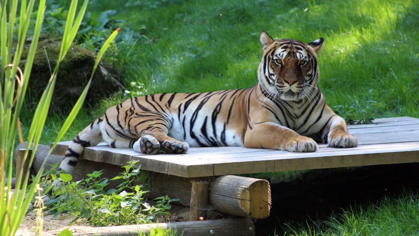 Infolge einer Tumorerkrankung ist Bengal-Hybrid-Tigerin Indira eingeschläfert worden. Foto: KulTourStadt Gotha GmbH/dpa