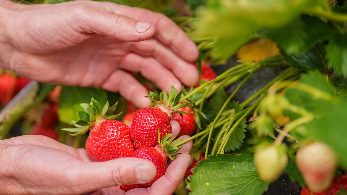 Trotz gestiegener Kosten bleibt der Preis für Erdbeeren laut Bauernverband relativ stabil. Foto: Andreas Arnold/dpa