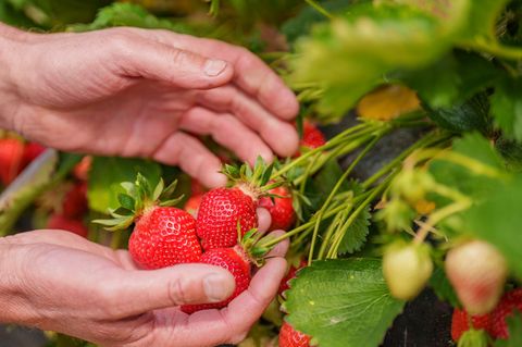Trotz gestiegener Kosten bleibt der Preis für Erdbeeren laut Bauernverband relativ stabil. Foto: Andreas Arnold/dpa