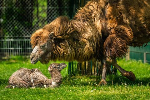 Jungtier Victoria ist schon das zweite neugeborene Trampeltier im Opel-Zoo in diesem Jahr. Foto: Archiv Opel-Zoo/dpa