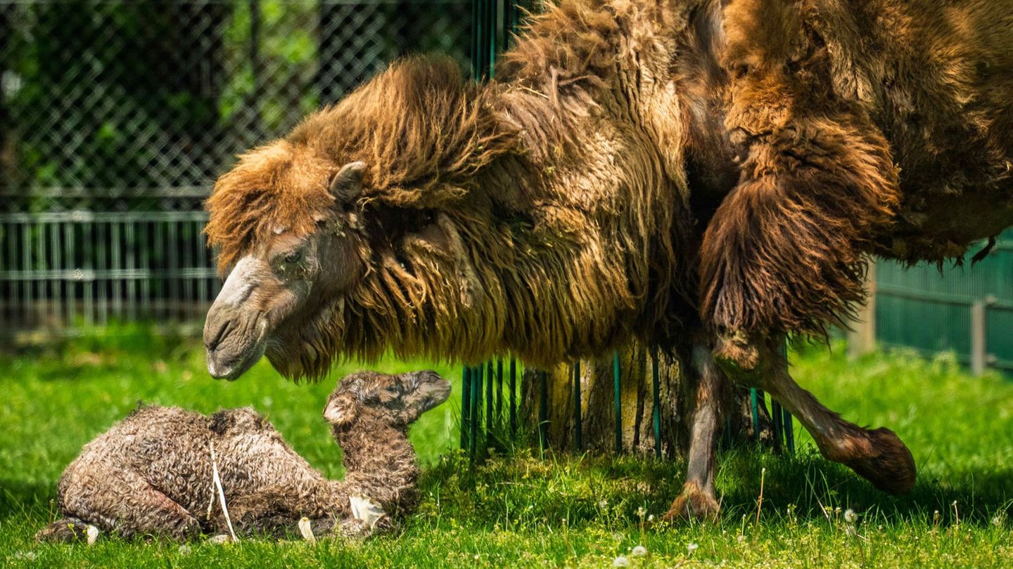 Jungtier Victoria ist schon das zweite neugeborene Trampeltier im Opel-Zoo in diesem Jahr. Foto: Archiv Opel-Zoo/dpa