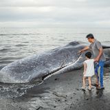 Jembrana, Indonesien. Wal-Strandungen ereignen sich überall auf der Welt. Dieser Pottwal allerdings wurde bereits tot an einen Strand der Insel Bali angespült im Gegensatz zum Ostsee-Buckelwal, der die Orientierung verlor und lebend strandete. Die Behörden untersuchen die Todesursache und wollen ihn dann vor Ort beerdigen.