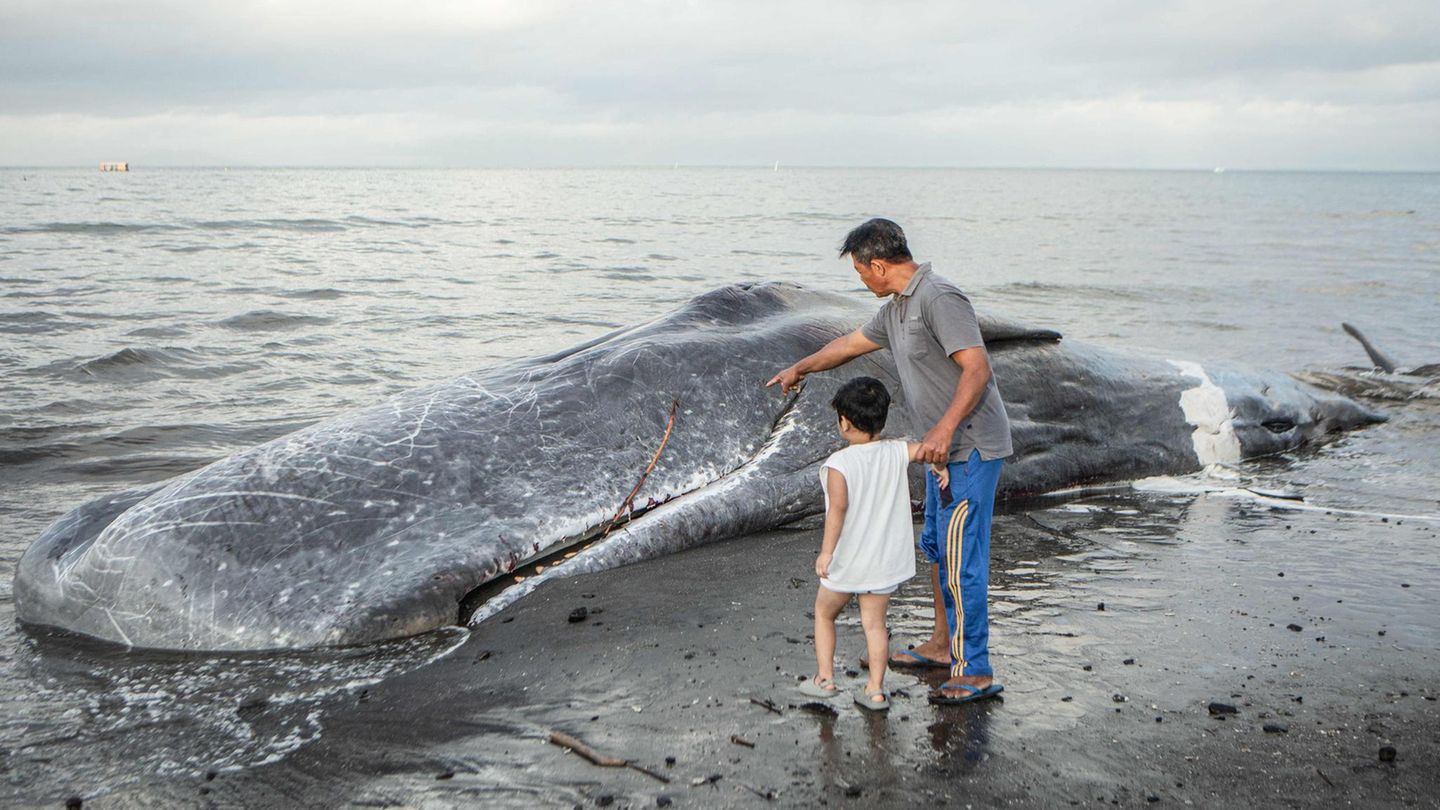 Jembrana, Indonesien. Wal-Strandungen ereignen sich überall auf der Welt. Dieser Pottwal allerdings wurde bereits tot an einen Strand der Insel Bali angespült im Gegensatz zum Ostsee-Buckelwal, der die Orientierung verlor und lebend strandete. Die Behörden untersuchen die Todesursache und wollen ihn dann vor Ort beerdigen.