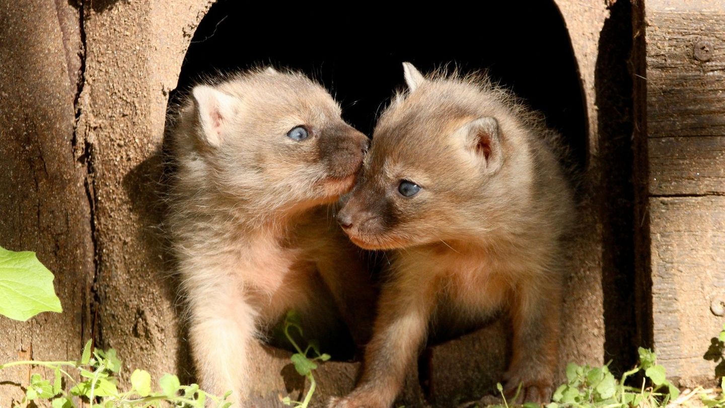 Bereits Anfang April kam der Korsak-Nachwuchs im Tierpark Chemnitz zur Welt, nun zeigen sie sich auch den Besuchern. (Handout) F