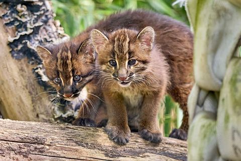 Die Asiatischen Goldkatzenjungen im Heidelberger Zoo entwickeln sich optimal, sagt der Zoo nach rund neun Wochen. (Handout) Foto